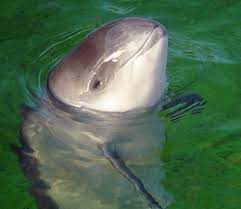 You can also check the schedule, technical details and many more. Bruinvis Wikipedia