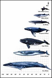 Orca Whale Size Chart Whale Size Chart