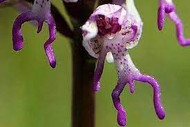 Flowers That Look Like Animals Monkey Orchids Are Officially The Best Flowers Ever Funny Monkey Orchid Orchid Plants For Sale Amazing Flowers