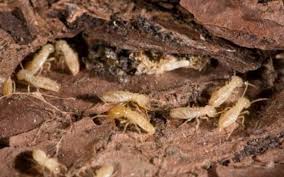 Pest control is great, but the lawn care sucks, i am watching my whole yard die after truly nolen's treatment. Wdo Inspections By Byrne Termite Pest Control In Orlando Fl Alignable