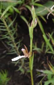 Image result for Neobolusia