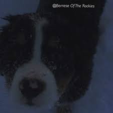 Roman soldiers brought the berner's ancestors to switzerland over. 18 Bernese Mountain Dog Puppies Ideas Bernese Mountain Dog Puppy Bernese Mountain Dog Mountain Dogs