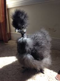 Pin By Carolyn Coates On Makes Me Happy Silkie Chickens Beautiful Chickens Animals Beautiful