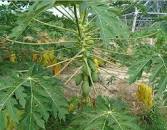 Image result for papaya leaf