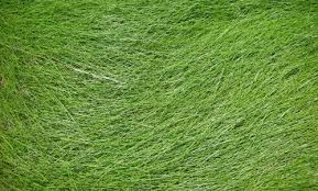 Google Image Result For Http Www Designyourway Net Diverse Grass Grass Texture By Jshei Jpg Grass Textures Grass Wallpaper Grass