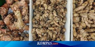Maybe you would like to learn more about one of these? Cara Membuat Dan Menyimpan Minuman Empon Empon Halaman All Kompas Com