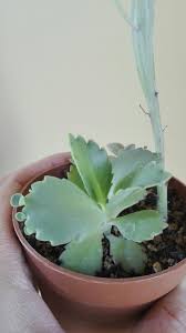 Kalanchoe Laetivirens Planting Succulents Succulents Plants