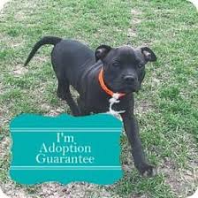 Boxer puppies and dogs in wisconsin cities. Janesville Wi Boxer Mix Meet Chevy A Puppy For Adoption Http Www Adoptapet Com Pet 18017955 Janesville Wiscons Puppy Adoption Dog Adoption Pet Adoption
