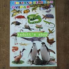 Adalah perkembangbiakan atau reproduksi suatu makhluk hidup dengan cara pembuahan sel jantan terhadap sel telur betina di dalam tubuh induknya. Poster Edukasi Binatang Hewan Bertelur Ovipar Mainan Murah Bermutu Shopee Indonesia