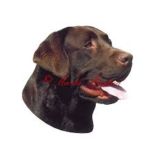 Image result for labrador retrívr