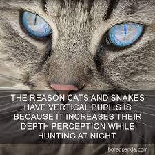 More from the jolly cat network. 68 Amazing Cat Facts That You Probably Didn T Know Bored Panda