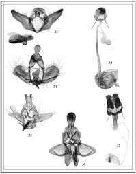 Image result for Rytigynia sp. N