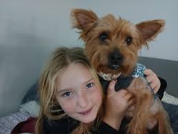 Lost dog in Elizabeth Forward area, searching for owner