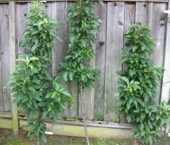 Narrow backyard with a huge tree. Columnar Apple Trees For Suburban Yards Finegardening