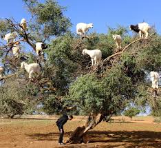 الماعز تعيش على الأشجار في المغرب والجزائر وتساهم في صناعة زيت الـ argan bichon frise animals animal lover