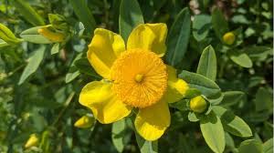 Image result for Hypericum humbertii