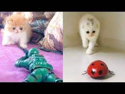 Aww Funny And Cute Animals Compilation 2019 3 Cutevn Youtube Cute Animals Cat Toys Funny Cats