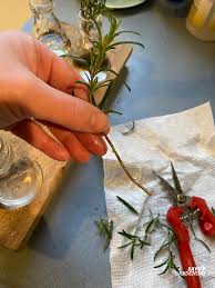 Image result for rosemary cuttings
