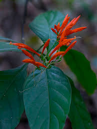 Image result for Justicia spicigera