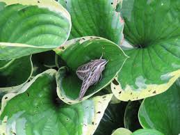 Image result for Vernonia centaureoides