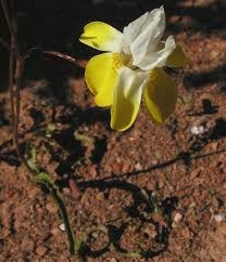 Image result for Moraea stricta