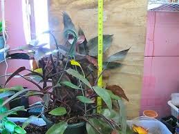 If there is one flower that expresses love, passion, joy, and life more distinctively than any other flower, it is a simple rose. Philodendron Bloody Mary Awesome Aroid Gorgeous Black Leaves 17 70 Picclick Uk