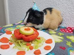 I love the bird and pet clinic. Bird Pet Clinic 30 Photos 131 Reviews Pet Stores 3985 Foothills Blvd Roseville Ca Phone Number