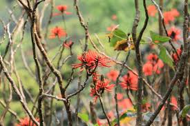 Image result for Erythrina abyssinica × lysistemon