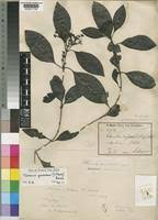 Image result for Coptosperma zygoon