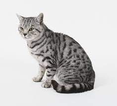 American Shorthair Cat Breed Information Pictures Characteristics Facts American Shorthair Cat British Shorthair Cats Cat Breeds