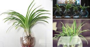 We did not find results for: Growing Spider Plants In Water How To Grow Spider Plant In Water