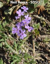 Image result for Verbenaceae