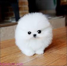كلاب جميلة 2017 كلاب كيوت حلوة اجمل كلاب صغيرة في العالم Pomeranian Puppy Teacup Pomeranian Puppy Cute Pomeranian