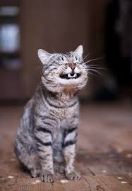 this cat smiling animals cute animals cats