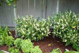 Cherry laurel otto luyken shrub hardy, fragrant, beautful shrub perfect for hedge plantings. Prunus Laurocerasus Otto Luyken Luykens Laurel Plantmaster