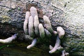 We did not find results for: Biomesthird10 Tropical Rain Forest Facts Stuffed Mushrooms Fungi Mushroom Pictures