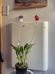 Image result for Habenaria livingstoniana