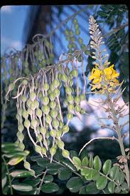 Image result for Sophora tomentosa