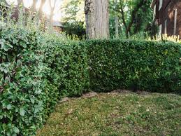 Check spelling or type a new query. 17 Fast Growing Shrubs For Privacy Hedges