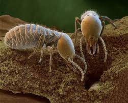 termites 顔 モンスター 電子顕微鏡