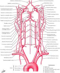 In human anatomy, they arise from the common carotid arteries where these bifurcate into the internal and external carotid arteries at cervical vertebral level 3 or 4. Neck And Carotid Arteries Arteries Anatomy Carotid Artery Medical Anatomy