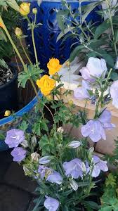 Takion Blue Campanula And Golden Queen Globeflower A Nice Color Combo This Campanula Is Unusual In That The Flowers Face U Hardy Plants Perennials Plants