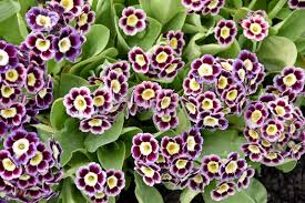 Image result for Primula x pubescens