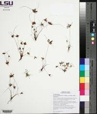 Image result for Pycreus flavescens