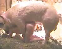 / laquelle un animal est l'objet du. Zoophile Cochon Video Porno Extreme Luxuretv