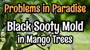 Dealing with black mold on a concrete brick wall is different than mould growing inside or behind drywall. Problems In Paradise Black Sooty Mold In Mango Trees Youtube
