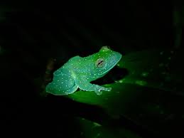 Image result for glass frog