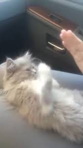 Kitty Plays Patty Cake Kitty Plays Patty Cake Cake Gatosanime Gatoscats Gatosmem En 2020 Animaux Droles Animaux Droles Les Plus Mignons Bebes Animaux Mignons