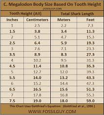 fossilguy com the size of the megalodon shark megalodon