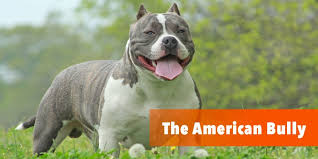 What Is The American Bully Here Is The Bully Breed 101